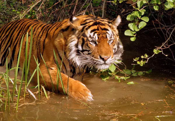 Hổ có tuổi thọ lên đến 26 năm, loài hổ Bengal là loài phổ biến nhất ước tính khoảng 2000 con trong khi Hổ Siberi là loài lớn nhất nặng đến 360 kg.