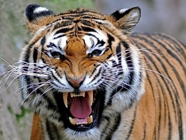 Hổ ( Panthera tigris) là loài mèo lớn nhất và có màu sắc bắt mắt nhất. Chúng có chiều dài tới 3,3 mét và nặng hơn 300 kg. Mỗi loài khác nhau sẽ có những sọc vằn khác nhau, thường là xám, nâu hoặc đen, giúp Hổ ngụy trang