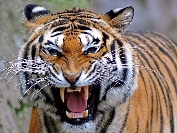Hổ ( Panthera tigris) là loài mèo lớn nhất và có màu sắc bắt mắt nhất. Chúng có chiều dài tới 3,3 mét và nặng hơn 300 kg. Mỗi loài khác nhau sẽ có những sọc vằn khác nhau, thường là xám, nâu hoặc đen, giúp Hổ ngụy trang