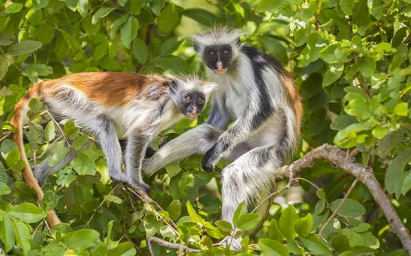 Khỉ Zanzibar Colobus đỏ chỉ sống trên Zanzibar – một hòn đảo ngoài khơi bờ biển Tanzania.