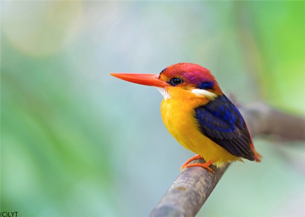 Bồng chanh rừng có phần trên cơ thể màu nâu, đen nhạt, giữa lưng và lông có màu xanh da trời. Hai bên cổ có vệt trắng, má và tai có vệt xanh, ngực và bụng màu vàng óng, chân đỏ tươi.