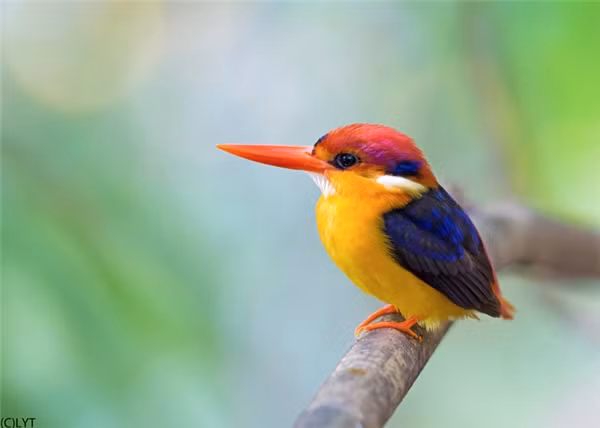 Bồng chanh rừng có phần trên cơ thể màu nâu, đen nhạt, giữa lưng và lông có màu xanh da trời. Hai bên cổ có vệt trắng, má và tai có vệt xanh, ngực và bụng màu vàng óng, chân đỏ tươi.