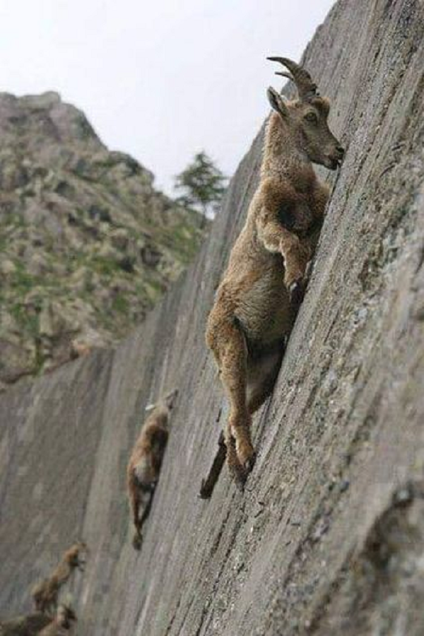 Giống như nhiều loài động vật ăn cỏ, Alps Ibex thiếu muối và các khoáng chất thiết yếu khác trong chế độ ăn uống, bởi những chất này không thể có được từ cỏ cây chúng ăn hàng ngày.