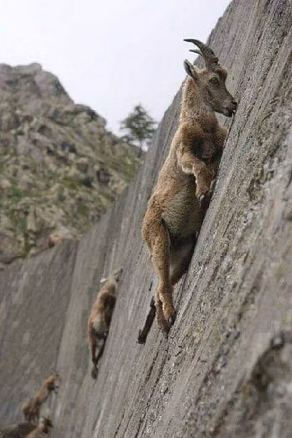 Giống như nhiều loài động vật ăn cỏ, Alps Ibex thiếu muối và các khoáng chất thiết yếu khác trong chế độ ăn uống, bởi những chất này không thể có được từ cỏ cây chúng ăn hàng ngày.