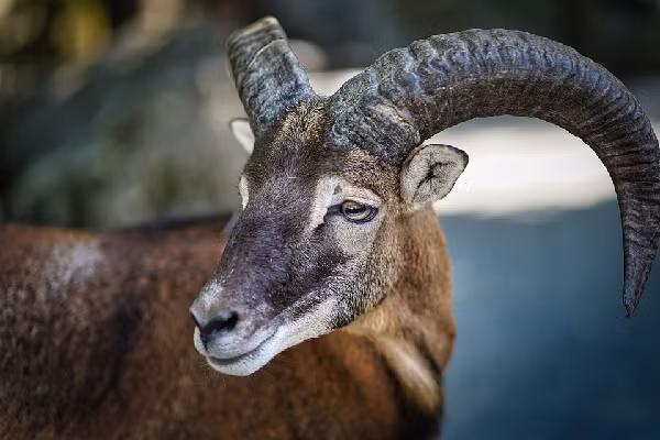 Vào thế kỷ 19, do bị săn bắt quá mức dê Alpine Ibex giảm số lượng nhanh chóng, chỉ còn khoảng 100 cá thể ở phía Tây dãy Alps. May mắn thay, nhờ những nỗ lực bảo tồn và việc thành lập vườn quốc gia Gran Paradiso giúp loài dê này quay trở lại khu vực, sinh sôi và phát triển. Đến nay, trên dải dãy Alps có khoảng 50.000 cá thể.