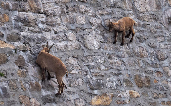 Một nguồn muối quý mà chỉ loài dê ibex mới có thể tiếp cận được tìm thấy trên các bức tường trên con đập như của Cingino. Ettringite, còn được gọi là muối Candlot, là một canxi alumi no-sunfat được hình thành trong quá trình thủy hóa xi măng poóc lăng.