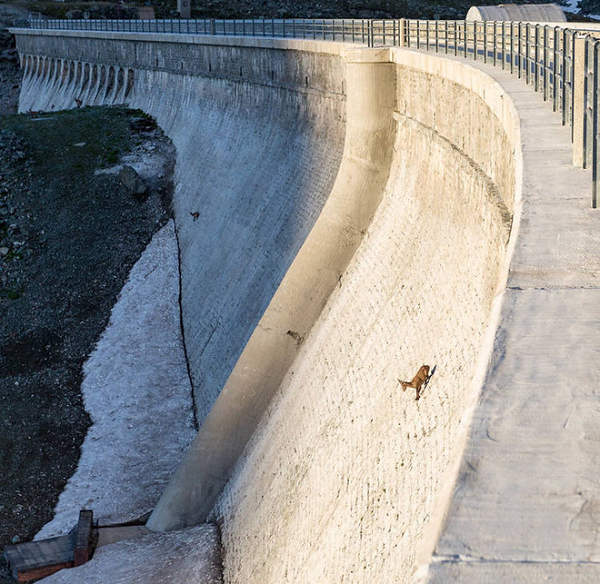  Dê Alps Ibex là một loài động vật hoang dã, sống chủ yếu trên các ngọn núi của dãy Alps, nơi có các vách núi dựng đứng, hiểm trở, hiếm kẻ săn mồi nào có thể tới được. Tất nhiên, chúng không thể sống ở đó mọi lúc vì những nơi vách đá thẳng đứng ít nguồn thức ăn.