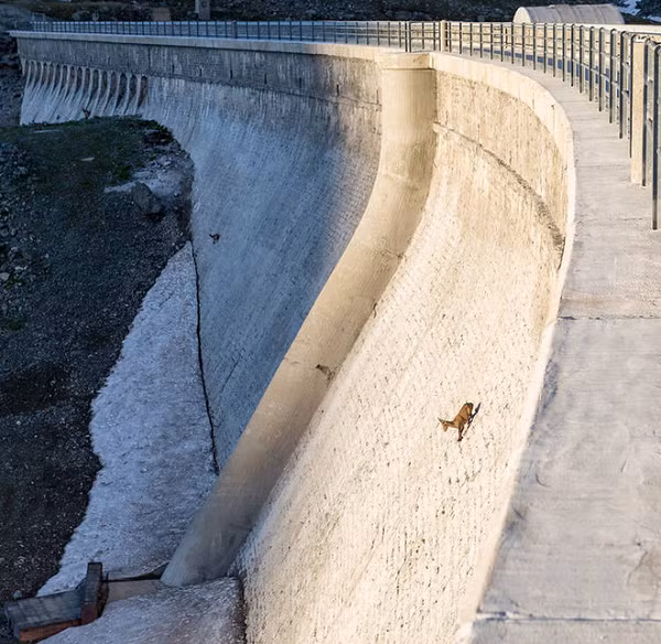  Dê Alps Ibex là một loài động vật hoang dã, sống chủ yếu trên các ngọn núi của dãy Alps, nơi có các vách núi dựng đứng, hiểm trở, hiếm kẻ săn mồi nào có thể tới được. Tất nhiên, chúng không thể sống ở đó mọi lúc vì những nơi vách đá thẳng đứng ít nguồn thức ăn.