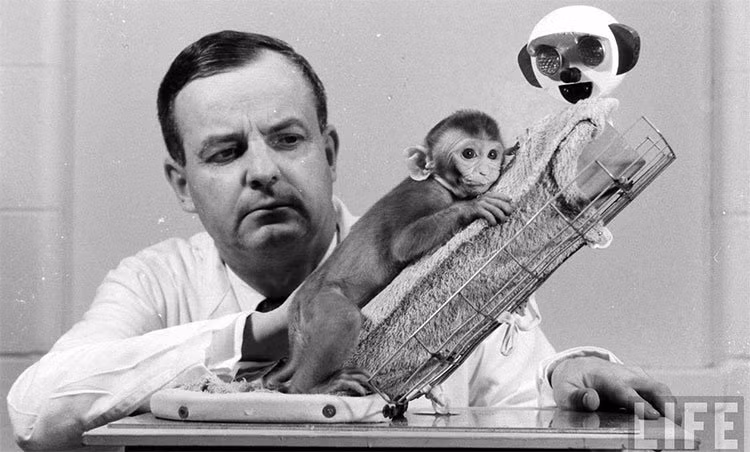 Những chú khỉ bị đem làm thí nghiệm với mục đích đơn thuần chỉ để chứng minh ảnh hưởng của chất gây nghiện tới con người. Những phương thức dùng trong thí nghiệm này đã vượt khỏi các chuẩn mực đạo đức với loài vật.