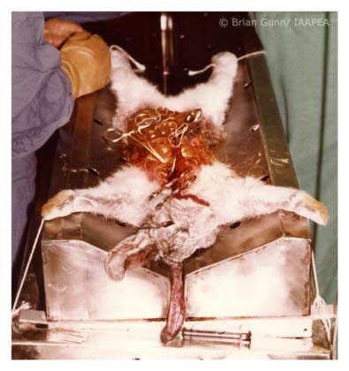 Các chuyên gia sử dụng chất có khả năng ăn mòn trực tiếp để thử trên mắt của nhiều con thỏ, qua đó nhằm đánh giá tình hình mô mắt bị hủy hoại như thế nào. Sau khi bị nhỏ những hóa chất như trên mà không có thuốc an thần hỗ trợ, những con thỏ gần như lập tức phát ra những tiếng kêu đau đớn, thậm chí chúng còn gãy cả cổ hay lưng vì cố gắng vùng vẫy thoát khỏi sự kìm kẹp của các dụng cụ nghiên cứu. 