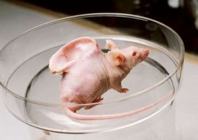 Vacanti là tên một cá thể chuột được thí nghiệm vào năm 1997, với đặc điểm cơ thể dị thường là một bộ phận giống hệt tai người mọc ra ở sau lưng.