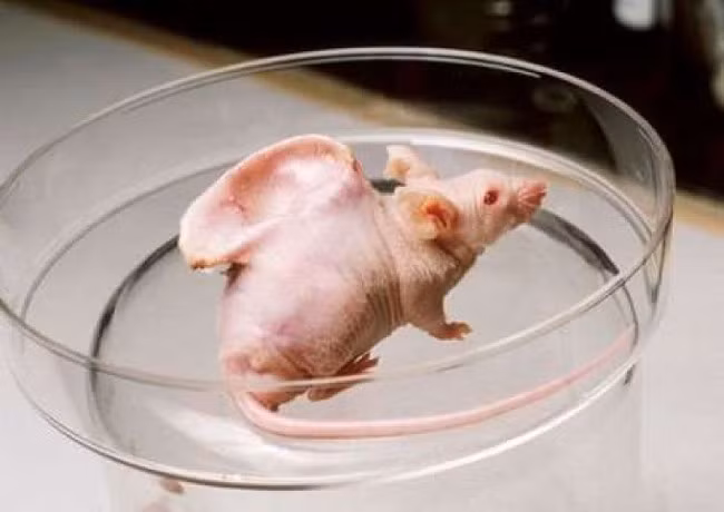 Vacanti là tên một cá thể chuột được thí nghiệm vào năm 1997, với đặc điểm cơ thể dị thường là một bộ phận giống hệt tai người mọc ra ở sau lưng.