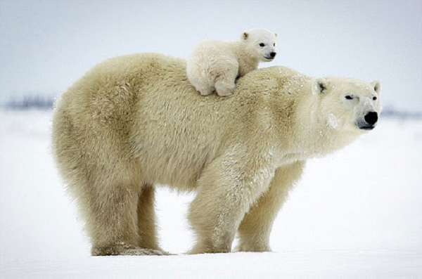 Dù sở hữu vẻ ngoài đáng yêu nhưng gấu trắng lại vô cùng gây nguy hiểm cho con người.