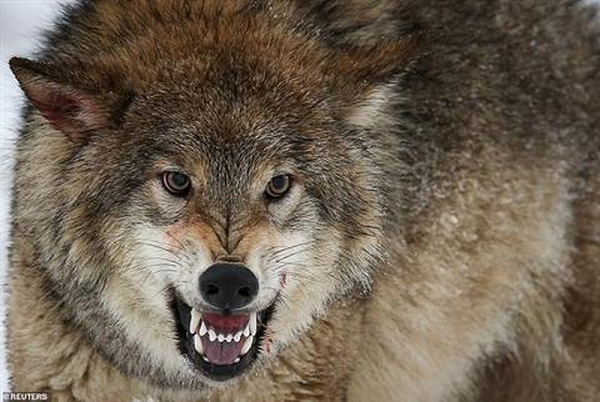 Sói là một trong những loài thú nguy hiểm và tinh khôn nhất trong các loài động vật có vú bốn chân trên thế giới, chúng có hàm răng sắc và có thể tách thịt từ xương một cách dễ dàng.
