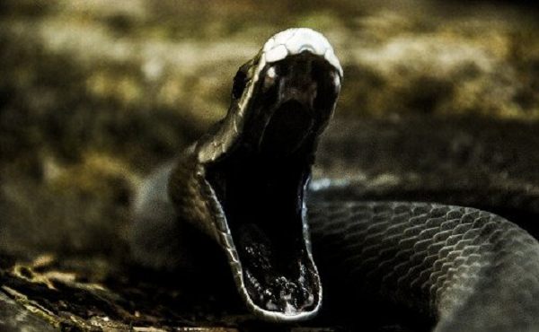 Rắn đen Mamba có tốc độ điên rồ 20km/ giờ và có thể dài tới 4m.