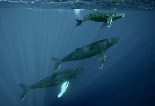 Giống như loài mèo, tiếng hát của cá voi lưng gù vẫn được các nhà nghiên cứu tìm hiểu hàng nhiều năm nay mà chỉ có thể phán đoán rằng chúng hát để thu hút bạn tình trong mùa sinh sản.