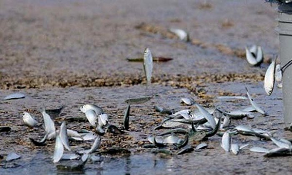 Mùa hè năm 2000 tại Ethiopia hàng triệu con cá cả sống lẫn đã chết trút xuống như một trận mưa gây khó chịu cho người dân bản địa.