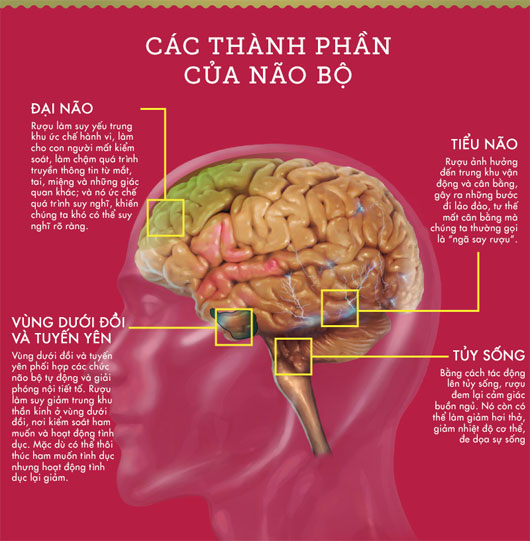 Các thành phần của não bộ.