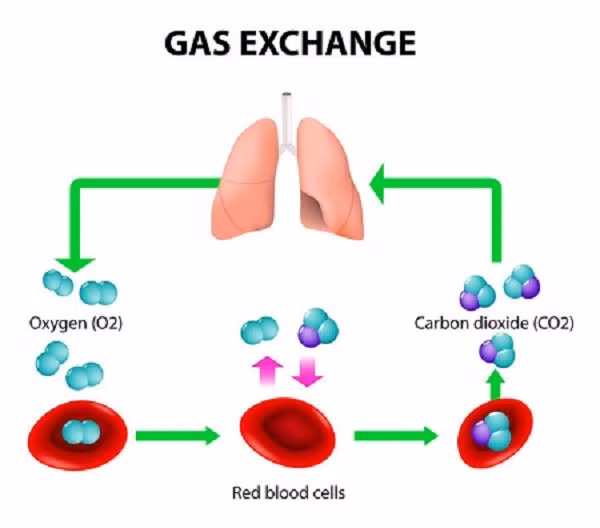 Khi bạn đã uống quá nhiều rượu, máu của bạn sẽ bão hòa với chất cồn, trong khi chúng vẫn phải làm nhiệm vụ đi tới phổi để trao đổi oxy và CO2. Là một chất dễ bay hơi, cồn sẽ theo CO2 đi qua màng phổi và thoát khỏi cơ thể khi bạn thở. Đó là lý do tại sao hơi thở của những người uống rượu sẽ có mùi rượu.