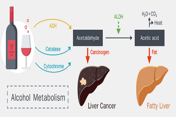 Thử nghiệm trên 5 tình nguyện viên uống vodka cho thấy họ có thể thở ra rượu nhanh hơn gấp 3 lần sau 30 phút sử dụng "cỗ máy giải rượu". Các nhà khoa học hy vọng chiếc máy này có thể cứu sống những bệnh nhân ngộ độc rượu nặng.