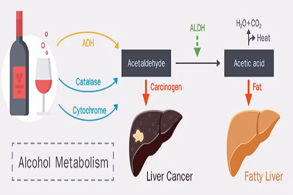 Thử nghiệm trên 5 tình nguyện viên uống vodka cho thấy họ có thể thở ra rượu nhanh hơn gấp 3 lần sau 30 phút sử dụng "cỗ máy giải rượu". Các nhà khoa học hy vọng chiếc máy này có thể cứu sống những bệnh nhân ngộ độc rượu nặng.