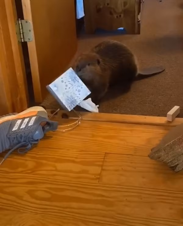 Hải ly thường ở cùng cha mẹ ruột trong khoảng 2 năm đầu đời để học toàn bộ những kỹ năng cần thiết để tự mình sinh sống trong thiên nhiên. Điều này đồng nghĩa với việc, Nancy sẽ phải nuôi dưỡng Beave trong vòng ít nhất là 2 năm tới.