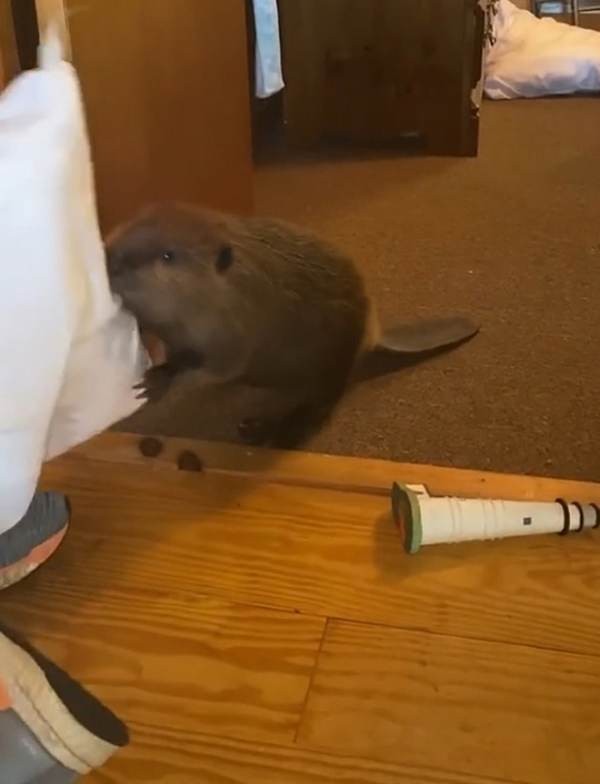 Bất kể là chăn gối, hộp giấy vệ sinh, tượng đồ chơi, xô chậu hay là đồ thông cống, bé không bỏ qua bất cứ thứ nào.