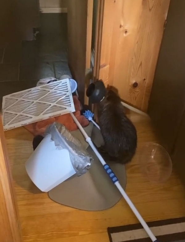 Tuy nhiên, có lẽ do bản tính tự nhiên thôi thúc, Beave liên tục tha lôi đồ dùng trong nhà của Nancy để xây đập.