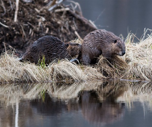Ở những nơi gần sông nước chảy lưu thông, hải ly xây mấy cái đập kiên cố, để khống chế mực nước mà chúng cần. Chúng không ngừng sửa chữa và củng cố những đập chắn của mình, nên những chiếc đập này thường rất kiên cố, đến mức 5 - 6 người có thể cùng lúc đi qua mà không bị sập.