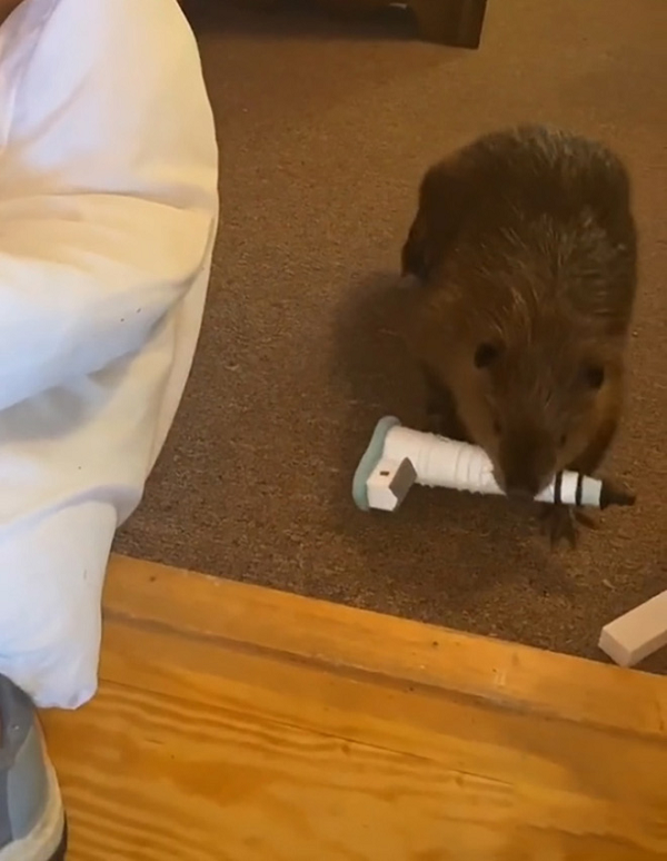 Chuyên gia cứu hộ động vật kiêm nhà cải tạo môi trường Nancy đã tìm thấy Beave bên vệ đường khi bé hải ly này mới chỉ 3 tuần tuổi vào tháng 5 vừa qua.