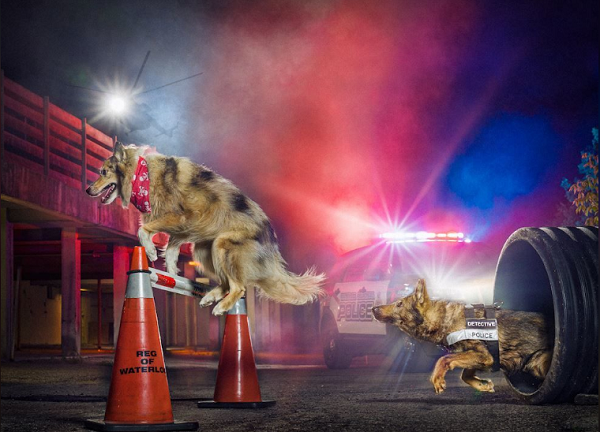 Đuổi bắt tội phạm nghẹt thở như trong phim hành động.