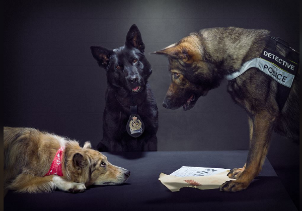 Thẩm vấn cũng rất kiên quyết khiến tội phạm sợ hãi chỉ biết làm mặt tội nghiệp xin tha.