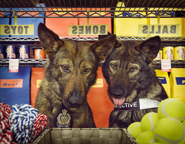 Những chú chó không thua kém diễn viên chuyên nghệp rất nhập tâm.