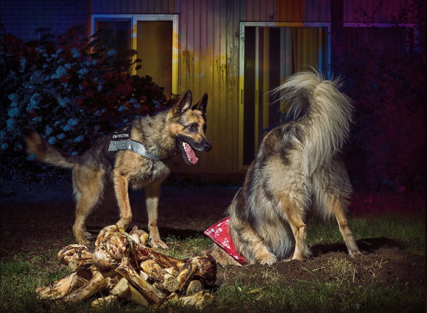 Tinh thần làm việc chuyên nghiệp và chăm chỉ, không hề để mắt đến chỗ xương tịch thu được.