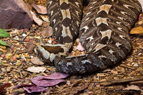 Rắn độc Viper là một trong số những kẻ săn mồi hiệu quả và đáng sợ nhất trên hành tinh. Thức ăn của loài rắn này thường là những con mồi nhỏ, song chúng cũng dễ dàng tấn công con người và gây nên hậu quả nghiêm trọng.