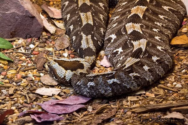 Rắn độc Viper là một trong số những kẻ săn mồi hiệu quả và đáng sợ nhất trên hành tinh. Thức ăn của loài rắn này thường là những con mồi nhỏ, song chúng cũng dễ dàng tấn công con người và gây nên hậu quả nghiêm trọng.