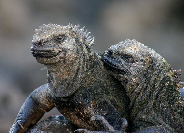 Rùa Iguana tại quần đảo Galapagos của Tây Ban Nha là loài bò sát ăn rong biển. Màu sắc của chúng là sự pha trộn giữa nâu, hồng, xanh nhạt và xanh lá cây. Với hình dáng xù xì, người ta gọi chúng là “quái vật xấu xí”.