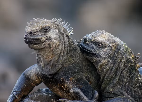 Rùa Iguana tại quần đảo Galapagos của Tây Ban Nha là loài bò sát ăn rong biển. Màu sắc của chúng là sự pha trộn giữa nâu, hồng, xanh nhạt và xanh lá cây. Với hình dáng xù xì, người ta gọi chúng là “quái vật xấu xí”.