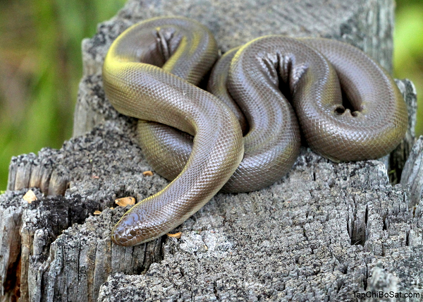 Rắn Rubber Boa hiện đang sinh sống ở một vùng trong lãnh thổ của British Columbia. Loài rắn có màu nâu này có thể kiếm soát được nhiệt độ cơ thể của mình. Điều làm rắn Rubber Boa đáng chú ý đó là chúng giống như là một phiên bản thu nhỏ của loài trăn khổng lồ Anaconda với kích thuớc khoảng 45cm.
