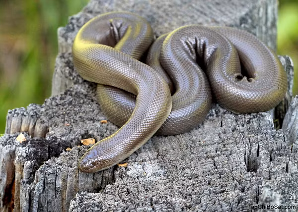 Rắn Rubber Boa hiện đang sinh sống ở một vùng trong lãnh thổ của British Columbia. Loài rắn có màu nâu này có thể kiếm soát được nhiệt độ cơ thể của mình. Điều làm rắn Rubber Boa đáng chú ý đó là chúng giống như là một phiên bản thu nhỏ của loài trăn khổng lồ Anaconda với kích thuớc khoảng 45cm.