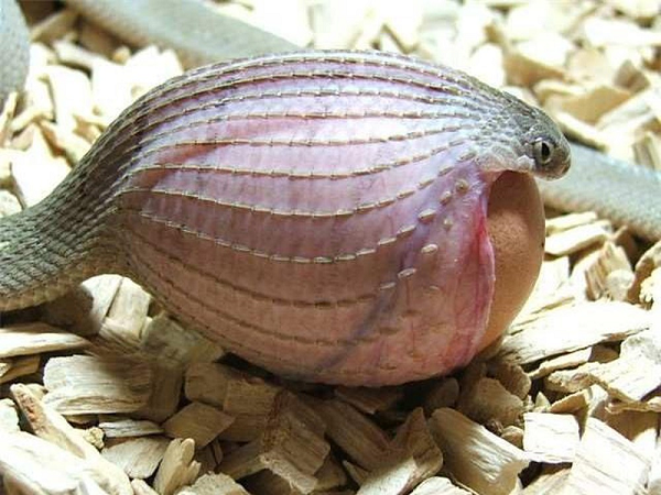 Rắn ăn trứng châu Phi có một bộ hàm và chiếc cổ cực kỳ linh hoạt để có thể dễ dàng nuốt được những quả trứng to gấp 10 lần so với trọng lượng cơ thể. Cột sống trong cơ thể có cấu trúc lồi lõm các cạnh có thể phá vỡ được lớp vỏ quả trứng.