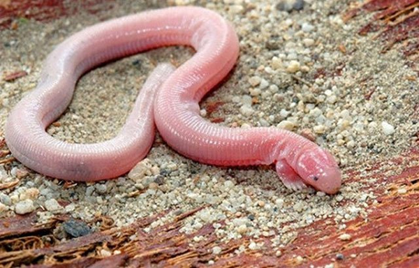 Thằn lằn Bipes Biporus. Bipes Biporus là một loại thằn lằn có hình dáng hết sức đặc biệt khi khoác lên mình bộ dáng nửa giun, nửa rắn, thậm chí còn có cả 2 chân trước.