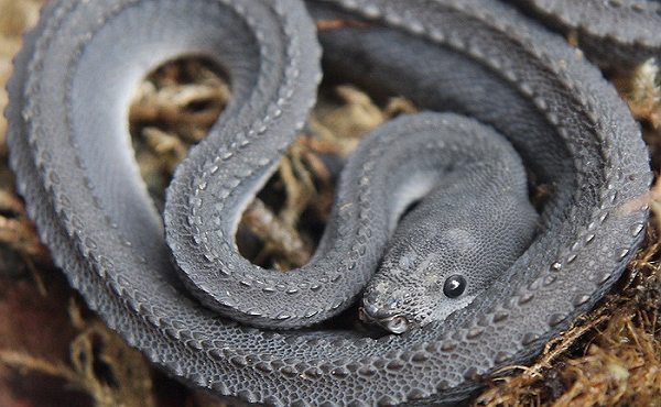 Đây là loài động vật màu đen, dài và độc với hình thù kỳ lạ trên da lưng. Chúng sống hoàn toàn về đêm và thức ăn chủ yếu là ếch.