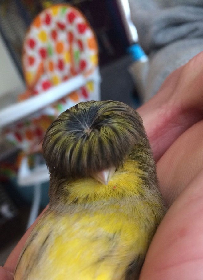 “Quả đầu moi" của mỗi con chim hoàng yến đầu bông cúc không giống nhau. Một số con có mái tóc dày, một số lại thưa thớt. Nhiều con trông rất thanh lịch, số khác lại khá bụi bặm.