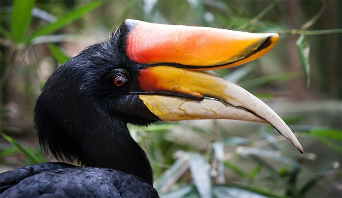 Chim Tê điểu là một loài chim trong họ Hồng hoàng (Bucerotidae) sinh sống chủ yếu tại các cánh rừng mưa nhiệt đới và cận nhiệt đới ở Indonesia, Malaysia, Singapore và Thái Lan.