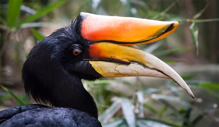 Chim Tê điểu là một loài chim trong họ Hồng hoàng (Bucerotidae) sinh sống chủ yếu tại các cánh rừng mưa nhiệt đới và cận nhiệt đới ở Indonesia, Malaysia, Singapore và Thái Lan.