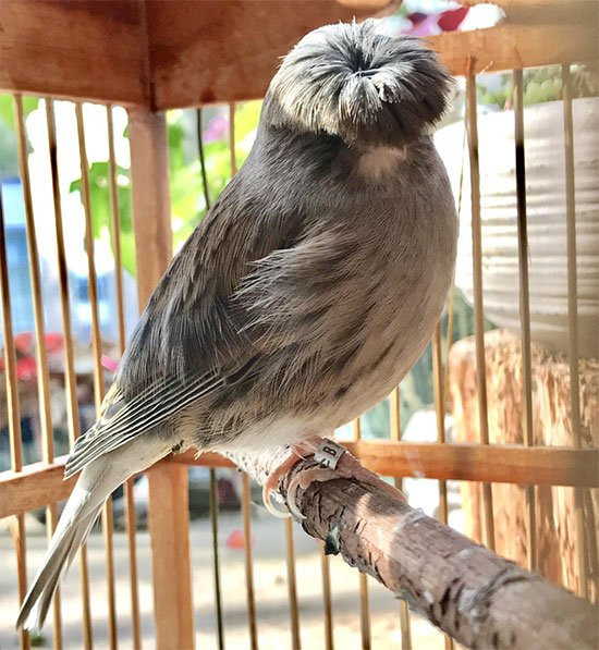 Có 2 loại chim Gloster Canary là: Consort thuộc quần đảo Canary với quả đầu có "mái tóc" vuốt ngược và Corona với "quả đầu moi".