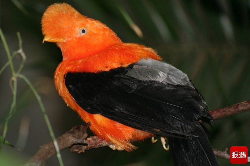 Có rất nhiều loài chim cũng sở hữu vẻ ngoài cực 'ăn chơi". Chim Rupicola peruvianus nhờ vẻ ngoài vô cùng đặc biệt và nổi bật với hai màu đen-cam, nó vẫn giữ vững ngôi vị quốc điểu của Peru.