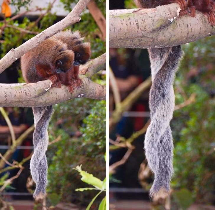 Các cặp đôi khỉ Titis thậm chí vẫn ở bên nhau sau mùa giao phối, dành những khoảnh khắc lãng mạn ngồi cạnh nhau và những cái đuôi quấn lấy nhau như đang thể hiện tình cảm của mình với đối phương.