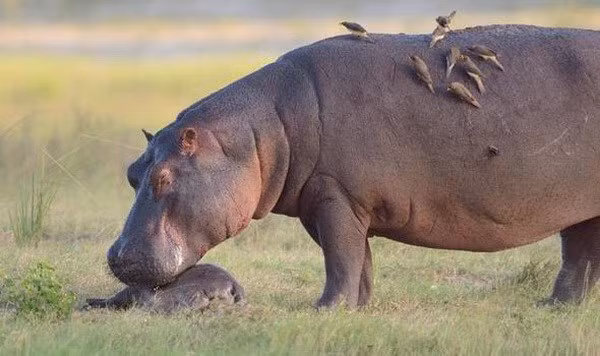 Khi những con vật khác có ý định bu vào xác hà mã con, con hà mã mẹ đã vô cùng tức giận và nghiến răng để cảnh báo.